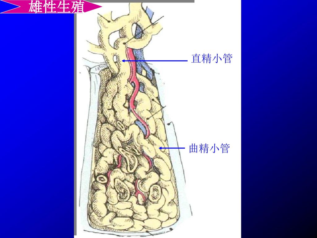 一,睾丸的一般结构